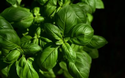 Plantes « multiusages » : 3 incontournables de l&rsquo;été