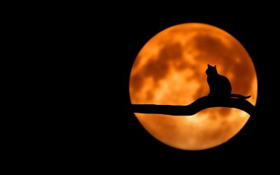 Le cycle de la lune : comment l&rsquo;utiliser pour t&rsquo;épanouir
